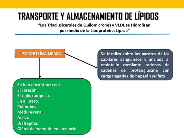 TRANSPORTE Y ALMACENAMIENTO DE LIPIDOS