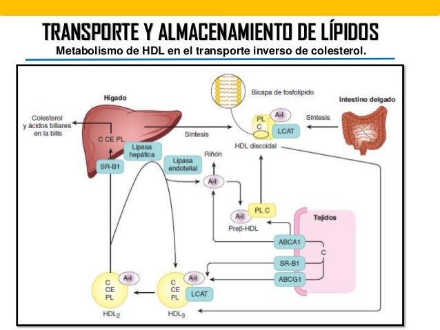 TRANSPORTE Y ALMACENAMIENTO DE LIPIDOS