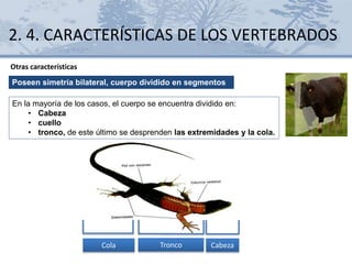 2. 4. CARACTERÍSTICAS DE LOS VERTEBRADOS
Otras características
Poseen simetría bilateral, cuerpo dividido en segmentos
En la mayoría de los casos, el cuerpo se encuentra dividido en:
• Cabeza
• cuello
• tronco, de este último se desprenden las extremidades y la cola.
Cola Tronco Cabeza
 
