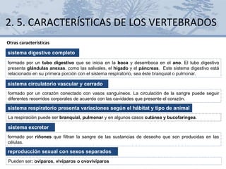 2. 5. CARACTERÍSTICAS DE LOS VERTEBRADOS
Otras características
sistema digestivo completo
formado por un tubo digestivo que se inicia en la boca y desemboca en el ano. El tubo digestivo
presenta glándulas anexas, como las salivales, el hígado y el páncreas. Este sistema digestivo está
relacionado en su primera porción con el sistema respiratorio, sea éste branquial o pulmonar.
sistema circulatorio vascular y cerrado
formado por un corazón conectado con vasos sanguíneos. La circulación de la sangre puede seguir
diferentes recorridos corporales de acuerdo con las cavidades que presente el corazón.
sistema respiratorio presenta variaciones según el hábitat y tipo de animal
La respiración puede ser branquial, pulmonar y en algunos casos cutánea y bucofaríngea.
sistema excretor
formado por riñones que filtran la sangre de las sustancias de desecho que son producidas en las
células.
reproducción sexual con sexos separados
Pueden ser: ovíparos, vivíparos o ovovivíparos
 