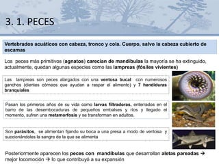 3. 1. PECES
Vertebrados acuáticos con cabeza, tronco y cola. Cuerpo, salvo la cabeza cubierto de
escamas
Son parásitos, se alimentan fijando su boca a una presa a modo de ventosa y
succionándoles la sangre de la que se alimenta
Los peces más primitivos (agnatos) carecían de mandíbulas la mayoría se ha extinguido,
actualmente, quedan algunas especies como las lampreas (fósiles vivientes)
Las lampreas son peces alargados con una ventosa bucal con numerosos
ganchos (dientes córneos que ayudan a raspar el alimento) y 7 hendiduras
branquiales
Pasan los primeros años de su vida como larvas filtradoras, enterrados en el
barro de las desembocaduras de pequeños embalses y ríos y llegado el
momento, sufren una metamorfosis y se transforman en adultos.
Posteriormente aparecen los peces con mandíbulas que desarrollan aletas pareadas 
mejor locomoción  lo que contribuyó a su expansión
 