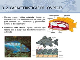 • Presentan línea lateral: órgano sensorial que
recorre todo el cuerpo que detecta las vibraciones
del medio
• Muchos poseen vejiga natatoria: órgano en
forma de bolsa que pueden llenar o vaciar de gas
para controlar su flotabilidad y profundidad
durante el desplazamiento
3. 2. CARACTERÍSTICAS DE LOS PECES
 