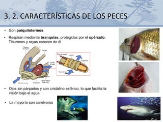 3. 2. CARACTERÍSTICAS DE LOS PECES
• Respiran mediante branquias, protegidas por el opérculo.
Tiburones y rayas carecen de él
• Son poiquilotermos
• Ojos sin párpados y con cristalino esférico, lo que facilita la
visión bajo el agua
• La mayoría son carnívoros
 