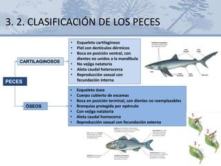 PECES
3. 2. CLASIFICACIÓN DE LOS PECES
CARTILAGINOSOS
ÓSEOS
• Esqueleto cartilaginoso
• Piel con dentículos dérmicos
• Boca en posición ventral, con
dientes no unidos a la mandíbula
• No vejiga natatoria
• Aleta caudal heterocerca
• Reproducción sexual con
fecundación interna
• Esqueleto óseo
• Cuerpo cubierto de escamas
• Boca en posición terminal, con dientes no reemplazables
• Branquias protegida por opérculo
• Con vejiga natatoria
• Aleta caudal homocerca
• Reproducción sexual con fecundación externa
 