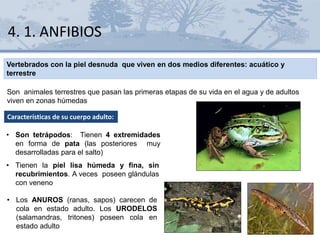 Son animales terrestres que pasan las primeras etapas de su vida en el agua y de adultos
viven en zonas húmedas
• Son tetrápodos: Tienen 4 extremidades
en forma de pata (las posteriores muy
desarrolladas para el salto)
• Tienen la piel lisa húmeda y fina, sin
recubrimientos. A veces poseen glándulas
con veneno
• Los ANUROS (ranas, sapos) carecen de
cola en estado adulto. Los URODELOS
(salamandras, tritones) poseen cola en
estado adulto
4. 1. ANFIBIOS
Vertebrados con la piel desnuda que viven en dos medios diferentes: acuático y
terrestre
Características de su cuerpo adulto:
 