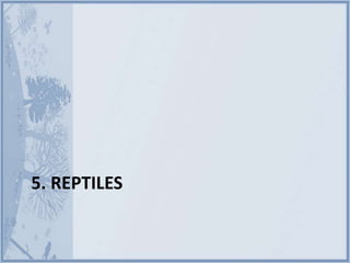 5. REPTILES
 