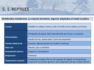 Cuerpo Dividido en cabeza, tronco y cola. El cuello une la cabeza y el tronco.
Extremidades
Tetrápodos (4 patas). Salen lateralmente por lo que se arrastran.
Ápodos (A=sin, podos=pies). Como las serpientes
Cuerpo cubierto de Escamas, algunos grupos las mudan (=camisas)
Boca con Dientes, pico o colmillos.
Fecundación interna Ovíparos y ovovivíparos
Respiración Pulmonar
Temperatura corporal
Ectodermos (sangre fría) no son capaces de regular su temperatura
corporal no pueden generar calor, dependen del que reciben del Sol
5. 1. REPTILES
Vertebrados ectodermos. La mayoría terrestres, algunos adaptados al medio acuático
 