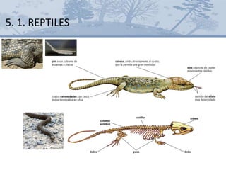 5. 1. REPTILES
 