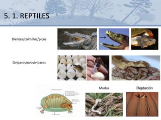 Dientes/colmillos/picos
Ovíparos/ovovivíparos
Mudas Reptación
5. 1. REPTILES
 