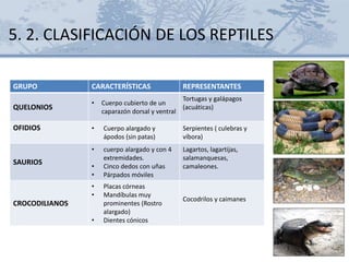 5. 2. CLASIFICACIÓN DE LOS REPTILES
GRUPO CARACTERÍSTICAS REPRESENTANTES
QUELONIOS
• Cuerpo cubierto de un
caparazón dorsal y ventral
Tortugas y galápagos
(acuáticas)
OFIDIOS • Cuerpo alargado y
ápodos (sin patas)
Serpientes ( culebras y
víbora)
SAURIOS
• cuerpo alargado y con 4
extremidades.
• Cinco dedos con uñas
• Párpados móviles
Lagartos, lagartijas,
salamanquesas,
camaleones.
CROCODILIANOS
• Placas córneas
• Mandíbulas muy
prominentes (Rostro
alargado)
• Dientes cónicos
Cocodrilos y caimanes
 