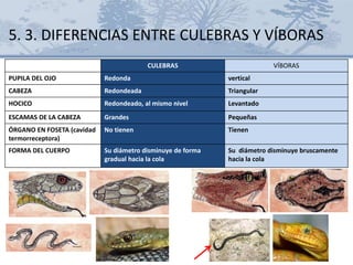 CULEBRAS VÍBORAS
PUPILA DEL OJO Redonda vertical
CABEZA Redondeada Triangular
HOCICO Redondeado, al mismo nivel Levantado
ESCAMAS DE LA CABEZA Grandes Pequeñas
ÓRGANO EN FOSETA (cavidad
termorreceptora)
No tienen Tienen
FORMA DEL CUERPO Su diámetro disminuye de forma
gradual hacia la cola
Su diámetro disminuye bruscamente
hacia la cola
5. 3. DIFERENCIAS ENTRE CULEBRAS Y VÍBORAS
 