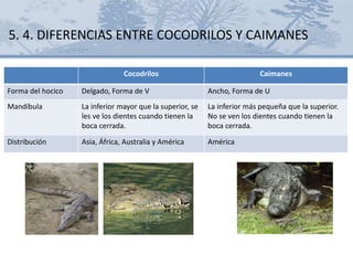 Cocodrilos Caimanes
Forma del hocico Delgado, Forma de V Ancho, Forma de U
Mandíbula La inferior mayor que la superior, se
les ve los dientes cuando tienen la
boca cerrada.
La inferior más pequeña que la superior.
No se ven los dientes cuando tienen la
boca cerrada.
Distribución Asia, África, Australia y América América
5. 4. DIFERENCIAS ENTRE COCODRILOS Y CAIMANES
 