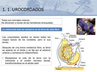 1. 1. UROCORDADOS
Todos son animales marinos .
Se alimentan a través de las hendiduras branquiales.
Los urocordados adultos no tienen todos los
rasgos típicos de los cordados, pero sí sus
larvas.
Después de una breve existencia libre, la larva
se asienta en el fondo y se fija por el extremo
anterior y comienza la metamorfosis:
• Desaparece la cola de la larva con la
notocorda y el cordón nervioso dorsal,
transformándose en el adulto sésil
La notocorda sólo se conserva en la larva de vida libre
 