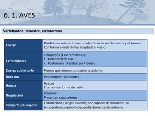 6. 1. AVES
Vertebrados terrestre, endotermos
Cuerpo
Dividido en cabeza, tronco y cola. El cuello une la cabeza y el tronco.
Con forma aerodinámica adaptada al vuelo
Extremidades
Tetrápodos (4 extremidades):
• Delanteras alas
• Posteriores  patas con 4 dedos
Cuerpo cubierto de Plumas que forman una cubierta aislante
Boca con Pico córneo y sin dientes
Huesos
Huecos
Esternón en forma de quilla
Respiración
Pulmonar.
Presentan sacos aéreos
Temperatura corporal
Endodermos (sangre caliente) son capaces de mantener su
temperatura corporal independientemente del entorno
 