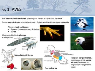 Son vertebrados terrestres y la mayoría tienen la capacidad de volar
Forma aerodinámica adaptada al vuelo. Cabeza unida al tronco por un cuello
Cuerpo cubierto de plumas.
Cada pluma:
Tienen 4 extremidades:
• 2 patas (con escamas y 4 dedos)
• 2 alas
6. 1. AVES
Respiran por pulmones,
conectados a los sacos
aéreos (favorecen la
respiración y aligeran el
peso)
Son ovíparas
fecundación interna
 