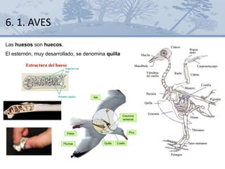 Las huesos son huecos.
El esternón, muy desarrollado, se denomina quilla
6. 1. AVES
 