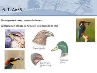 Tienen pico córneo y carecen de dientes
Alimentación variada (la forma del pico depende de ella)
6. 1. AVES
 