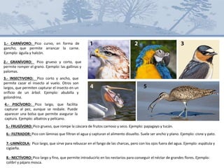 6.- FILTRADOR: Pico con láminas que filtran el agua y capturan el alimento disuelto. Suele ser ancho y plano. Ejemplo: cisne y pato.
7.-LIMNÍCOLA: Pico largo, que sirve para rebuscar en el fango de las charcas, pero con los ojos fuera del agua. Ejemplo: espátula y
cigüeña.
8.- NECTÍVORO: Pico largo y fino, que permite introducirlo en los nectarios para conseguir el néctar de grandes flores. Ejemplo:
colibrí y pájaro mosca.
2.- GRANÍVORO: Pico grueso y corto, que
permite romper el grano. Ejemplo: las gallinas y
palomas.
3.- INSECTIVORO: Pico corto y ancho, que
permite cazar el insecto al vuelo. Otros son
largos, que permiten capturar el insecto en un
orificio de un árbol. Ejemplo: abubilla y
golondrina.
1.- CARNÍVORO: Pico curvo, en forma de
gancho, que permite arrancar la carne.
Ejemplo: águila y halcón.
4.- PISCÍVORO: Pico largo, que facilita
capturar al pez, aunque se resbale. Puede
aparecer una bolsa que permite asegurar la
captura. Ejemplo: albatros y pelícano.
5.- FRUGÍVORO: Pico grueso, que rompe la cáscara de frutos carnoso y seco. Ejemplo: papagayo y tucán.
 