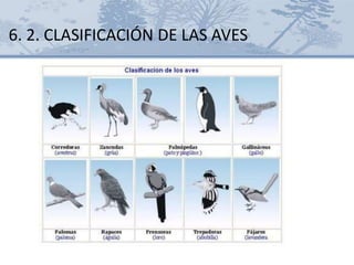 6. 2. CLASIFICACIÓN DE LAS AVES
 