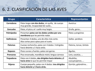 Grupo Característica Representantes
Corredoras Patas largas con dos dedos, sin quilla, de cuerpo
muy grande, incapacidad de vuelo…
Avestruz
Zancudas Patas, el pico y el cuello muy largos. Grulla, garza…
Palmípedas Presentan patas con los dedos unidos por una
membrana que les permite nadar.
Patos y pingüinos
Gallináceas Presentan 4 dedos, uno de ellos más corto.
Alas cortas poco aptas para el vuelo.
Gallos- perdices
Palomas Cuerpo rechoncho, patas con 4 dedos: 3 dirigidos
hacia delante y 1 hacia atrás.
Paloma, torcaz, tórtola
Rapaces Picos curvos y fuertes, patas con garras. Águilas,
Prensoras Pico encorvado, mandíbula móvil, lengua carnosa Loro, cacatúa, …
Trepadoras Patas con 4 dedos, dos dirigidos hacia delante y 2
hacia atrás lo que les permite trepar
Abubillas,
cuco,picapinos…..
Pájaros Cuerpo pequeño, patas con 4 dedos: tres dirigidos
hacia delante y 1 hacia atrás.
Gorrión, golondrina…
6. 2. CLASIFICACIÓN DE LAS AVES
 