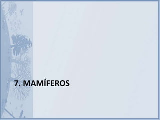 7. MAMÍFEROS
 