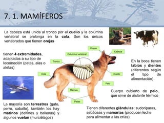 La mayoría son terrestres (gato,
perro, caballo), también los hay
marinos (delfines y ballenas) y
algunos vuelan (murciélagos)
Tienen diferentes glándulas: sudoríparas,
sebáceas y mamarias (producen leche
para alimentar a las crías)
La cabeza está unida al tronco por el cuello y la columna
vertebral se prolonga en la cola. Son los únicos
vertebrados que tienen orejas
tienen 4 extremidades,
adaptadas a su tipo de
locomoción (patas, alas o
aletas)
Cuerpo cubierto de pelo,
que sirve de aislante térmico
En la boca tienen
labios y dientes
(diferentes según
el tipo de
alimentación)
7. 1. MAMÍFEROS
 