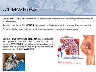 Son HOMEOTERMOS: mantienen su temperatura corporal constante independientemente de
la del entorno
Respiran mediante PULMONES. Los acuáticos tienen que subir a la superficie para respirar
Su alimentación muy variada: herbívoros, carnívoros, insectívoros, granívoros,…
Son de FECUNDACIÓN INTERNA (la fecundación
se produce dentro del cuerpo de la
hembra),VIVÍPAROS (las crías se desarrollan en el
interior de la madre), y tras el parto las crías se
alimentan de LECHE MATERNA.
7. 1. MAMÍFEROS
 