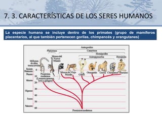 7. 3. CARACTERÍSTICAS DE LOS SERES HUMANOS
La especie humana se incluye dentro de los primates (grupo de mamíferos
placentarios, al que también pertenecen gorilas, chimpancés y orangutanes)
 