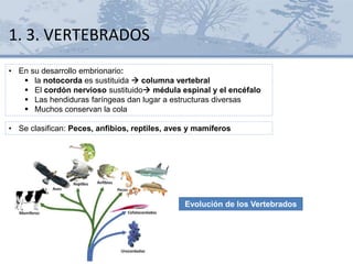 1. 3. VERTEBRADOS
• En su desarrollo embrionario:
 la notocorda es sustituida  columna vertebral
 El cordón nervioso sustituido médula espinal y el encéfalo
 Las hendiduras faríngeas dan lugar a estructuras diversas
 Muchos conservan la cola
• Se clasifican: Peces, anfibios, reptiles, aves y mamíferos
Evolución de los Vertebrados
 