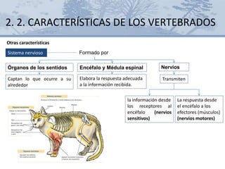 2. 2. CARACTERÍSTICAS DE LOS VERTEBRADOS
Otras características
Encéfalo y Médula espinal
Sistema nervioso
Elabora la respuesta adecuada
a la información recibida.
Formado por
Captan lo que ocurre a su
alrededor
NerviosÓrganos de los sentidos
Transmiten
la información desde
los receptores al
encéfalo (nervios
sensitivos)
La respuesta desde
el encéfalo a los
efectores (músculos)
(nervios motores)
 