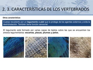 2. 3. CARACTERÍSTICAS DE LOS VERTEBRADOS
Otras características
Cuerpo recubierto por un tegumento o piel que lo protege de los agentes externos y evita la
deshidratación. También tiene función sensorial.
El tegumento está formado por varias capas de tejidos sobre las que se encuentran los
anexos tegumentarios: escamas, placas, plumas y pelos.
 