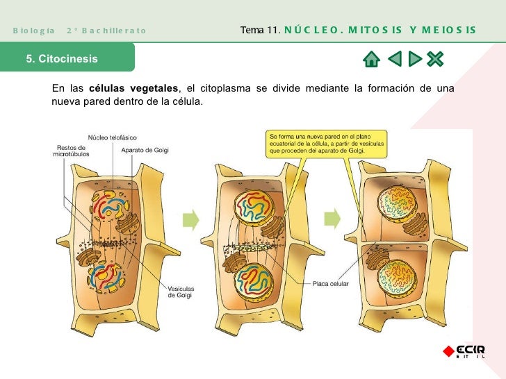 Biología  2º Bachillerato 5. Citocinesis En las  células vegetales , el citoplasma se divide mediante la formación de una ...