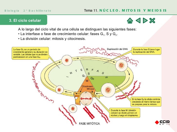 Biología  2º Bachillerato 3. El ciclo celular A lo largo del ciclo vital de una célula se distinguen las siguientes fases:...