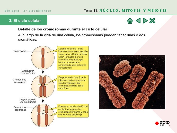 Biología  2º Bachillerato 3. El ciclo celular Detalle de los cromosomas durante el ciclo celular   A lo largo de la vida d...