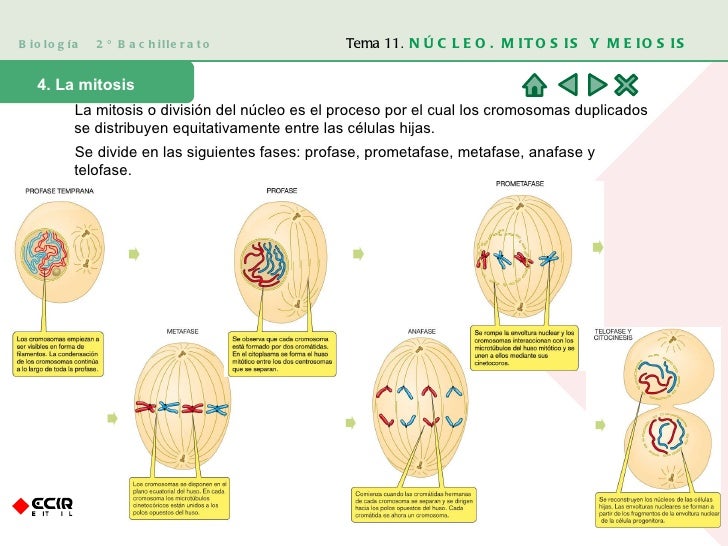 Biología  2º Bachillerato 4. La mitosis La mitosis o división del núcleo es el proceso por el cual los cromosomas duplicad...