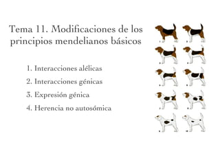 Tema 11. Modiﬁcaciones de los
principios mendelianos básicos

   1. Interacciones alélicas
   2. Interacciones génicas
   3. Expresión génica
   4. Herencia no autosómica
 