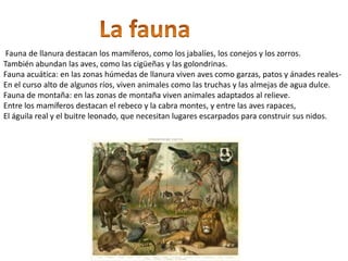 Fauna de llanura destacan los mamíferos, como los jabalíes, los conejos y los zorros.
También abundan las aves, como las cigüeñas y las golondrinas.
Fauna acuática: en las zonas húmedas de llanura viven aves como garzas, patos y ánades reales-
En el curso alto de algunos ríos, viven animales como las truchas y las almejas de agua dulce.
Fauna de montaña: en las zonas de montaña viven animales adaptados al relieve.
Entre los mamíferos destacan el rebeco y la cabra montes, y entre las aves rapaces,
El águila real y el buitre leonado, que necesitan lugares escarpados para construir sus nidos.
 