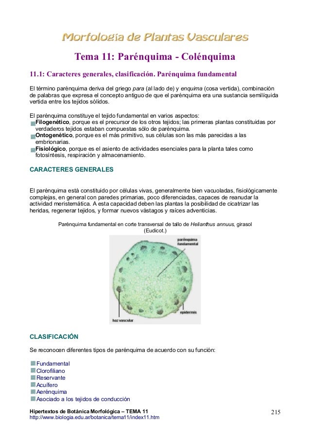 Tema11 Parenquima Hipertextos De Botanica Morfologica Www Biologia