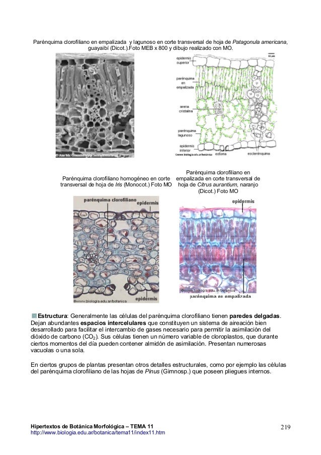 Tema11 Parenquima Hipertextos De Botanica Morfologica Www Biologia