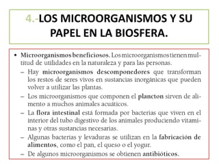 4.-LOS MICROORGANISMOS Y SU
PAPEL EN LA BIOSFERA.
 