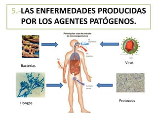 5.-LAS ENFERMEDADES PRODUCIDAS
POR LOS AGENTES PATÓGENOS.
Virus
Bacterias
Protozoos
Hongos
 