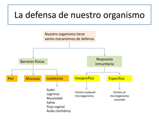 La defensa de nuestro organismo
Nuestro organismo tiene
varios mecanismos de defensa
Barreras físicas
Respuesta
inmunitaria
Inespecífica EspecíficaPiel Mucosas sustancias
Sudor
Lagrimas
Mucosidad
Saliva
Flujo vaginal
Ácido clorhídrico
Contra cualquier
microrganismo
Contra un
microrganismo
concreto
 