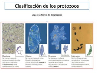 Clasificación de los protozoos
Según su forma de desplazarse
 