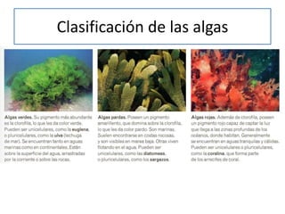 Clasificación de las algas
 