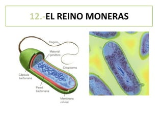 12.-EL REINO MONERAS
 