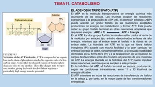 EL ADENOSÍN TRIFOSFATO (ATP)
El ATP es la molécula transportadora de energía química más
abundante de las células. Las enzimas acoplan las reacciones
exergónicas a la producción de ATP. Así, el adenosín difosfato (ADP)
puede aceptar un grupo fosfato en las reacciones acopladas
productoras de energía del metabolismo y formar ATP. Éste puede
ceder su grupo fosfato terminal en otras reacciones acopladas que
requieren energía. ADP + Pi ATP + Energía
En el ATP, los dos grupos fosfato terminales están unidos al resto de
la molécula por enlaces tipo anhidro denominados enlaces de alta
energía, mientras que el enlace entre el fosfato y la ribosa es un
enlace éster. La hidrólisis del ATP, en la que se libera fosfato
inorgánico (Pi) sucede con mucha facilidad y la gran cantidad de
energía liberada se debe, fundamentalmente, a la elevada estabilidad
del fosfato en su forma libre (Pi) y a la desaparición de la repulsión de
cargas desfavorables entre dos fosfatos adyacentes de una molécula
de ATP. La energía liberada en la hidrólisis del ATP puede impulsar
otras reacciones, siempre que se acoplen a este proceso.
En la hidrólisis del ATP, el fosfato terminal se separa, produciendo,
según las condiciones intracelulares, entre 11 y 13 Kcal/mol de
energía utilizable.
El ATP interviene en todas las reacciones de transferencia de fosfato
en la célula y, por tanto, en la mayor parte de las transformaciones
energéticas.
 