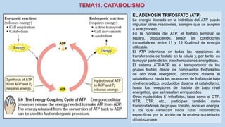 EL ADENOSÍN TRIFOSFATO (ATP)
La energía liberada en la hidrólisis del ATP puede
impulsar otras reacciones, siempre que se acoplen
a este proceso.
En la hidrólisis del ATP, el fosfato terminal se
separa, produciendo, según las condiciones
intracelulares, entre 11 y 13 Kcal/mol de energía
utilizable.
El ATP interviene en todas las reacciones de
transferencia de fosfato en la célula y, por tanto, en
la mayor parte de las transformaciones energéticas.
El sistema ATP-ADP es el transportador de los
grupos fosfato desde los compuestos fosforilados
de alto nivel energético, producidos durante el
catabolismo, hasta los receptores de fosfato de bajo
nivel energético, producidos durante el catabolismo,
hasta los receptores de fosfato de bajo nivel
energético, que así resultan enriquecidos.
Otros nucleótidos 5´-trifosfatos, tales como el GTP,
UTP, CTP, etc., participan también como
transportadores de grupos fosfato, ricos en energía,
a los que canalizan hacia rutas biosintéticas
específicas por la acción de la enzima nucleósido-
difosfoquinasa.
 