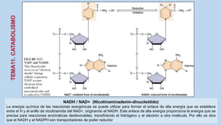 NADH / NAD+ (Nicotinaminadenin-dinucleótido)
La energía química de las reacciones exergónicas se puede utilizar para formar el enlace de alta energía que se establece
entre el H y el anillo de nicotinamida del NAD+, originando el NADH. Este enlace de alta energía proporciona la energía que se
precisa para reacciones enzimáticas desfavorables, transfiriendo el hidrógeno y el electrón a otra molécula. Por ello se dice
que el NADH y el NADPH son transportadores de poder reductor
 