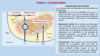 CATABOLISMO DE GLÚCIDOS
Los procesos clave del catabolismo de los glúcidos son
los siguientes:
• Glucólisis. Es una ruta metabólica en la que, a
partir de glucosa y sin que se requiera oxígeno, se
forman piruvato y ATP, aunque esta última molécula
con bajo rendimiento. Tiene lugar en el citoplasma
celular.
• Respiración celular. Es un proceso que tiene lugar
tras la glucólisis. En él se produce una oxidación
completa de los átomos de carbono mediante el
ciclo de Krebs. Los electrones procedentes de estas
oxidaciones son transferidos a las cadenas de
transporte electrónico. La síntesis de ATP se
produce mediante las ATPasas en la membrana
mitocondrial interna.
• Fermentación. Este proceso, que ocurre también
después de la glucólisis, tiene una fase de
reducción para regenerar el NAD+. Esta fase origina
varios productos finales según el tipo de
fermentación. Se trata, por tanto, de una oxidación
incompleta que tiene lugar en el citoplasma celular.
 