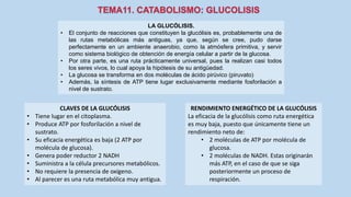 LA GLUCÓLISIS.
• El conjunto de reacciones que constituyen la glucólisis es, probablemente una de
las rutas metabólicas más antiguas, ya que, según se cree, pudo darse
perfectamente en un ambiente anaerobio, como la atmósfera primitiva, y servir
como sistema biológico de obtención de energía celular a partir de la glucosa.
• Por otra parte, es una ruta prácticamente universal, pues la realizan casi todos
los seres vivos, lo cual apoya la hipótesis de su antigüedad.
• La glucosa se transforma en dos moléculas de ácido pirúvico (piruvato)
• Además, la síntesis de ATP tiene lugar exclusivamente mediante fosforilación a
nivel de sustrato.
CLAVES DE LA GLUCÓLISIS
• Tiene lugar en el citoplasma.
• Produce ATP por fosforilación a nivel de
sustrato.
• Su eficacia energética es baja (2 ATP por
molécula de glucosa).
• Genera poder reductor 2 NADH
• Suministra a la célula precursores metabólicos.
• No requiere la presencia de oxígeno.
• Al parecer es una ruta metabólica muy antigua.
RENDIMIENTO ENERGÉTICO DE LA GLUCÓLISIS
La eficacia de la glucólisis como ruta energética
es muy baja, puesto que únicamente tiene un
rendimiento neto de:
• 2 moléculas de ATP por molécula de
glucosa.
• 2 moléculas de NADH. Estas originarán
más ATP, en el caso de que se siga
posteriormente un proceso de
respiración.
 